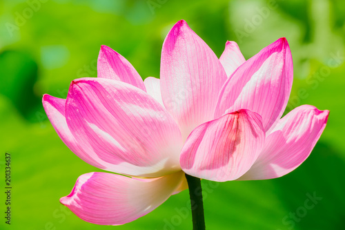 Lotus Flower.Background is the lotus leaf.Shooting location is Yokohama  Kanagawa Prefecture Japan.