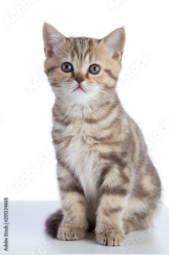 Scottish cat kitten looking at camera. isolated on white background