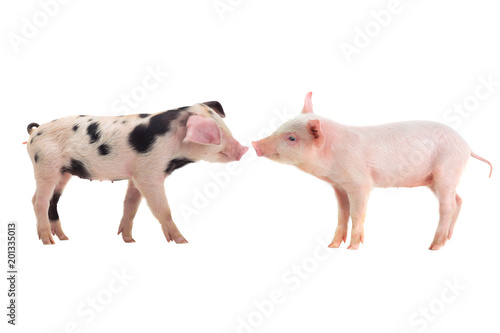 two pig