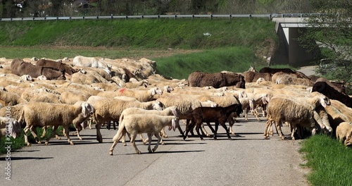 A flock of sheep in transhumance, with some donkeys, crosses the road near a road bridge in Italy
