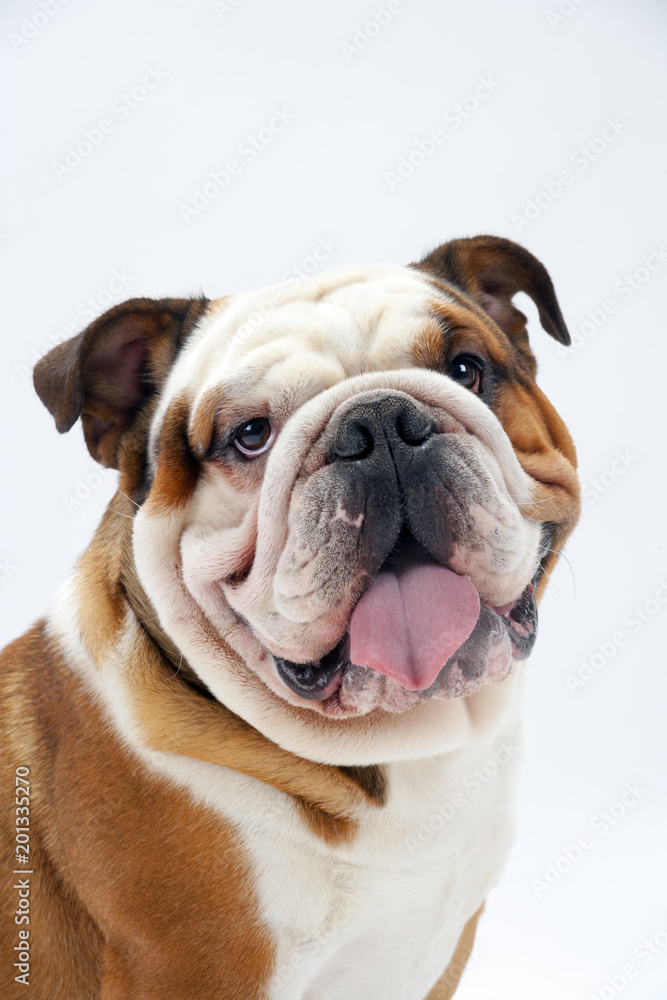 A young traditional British Bulldog sitting on a white seamless background looks round mischievously at the camera