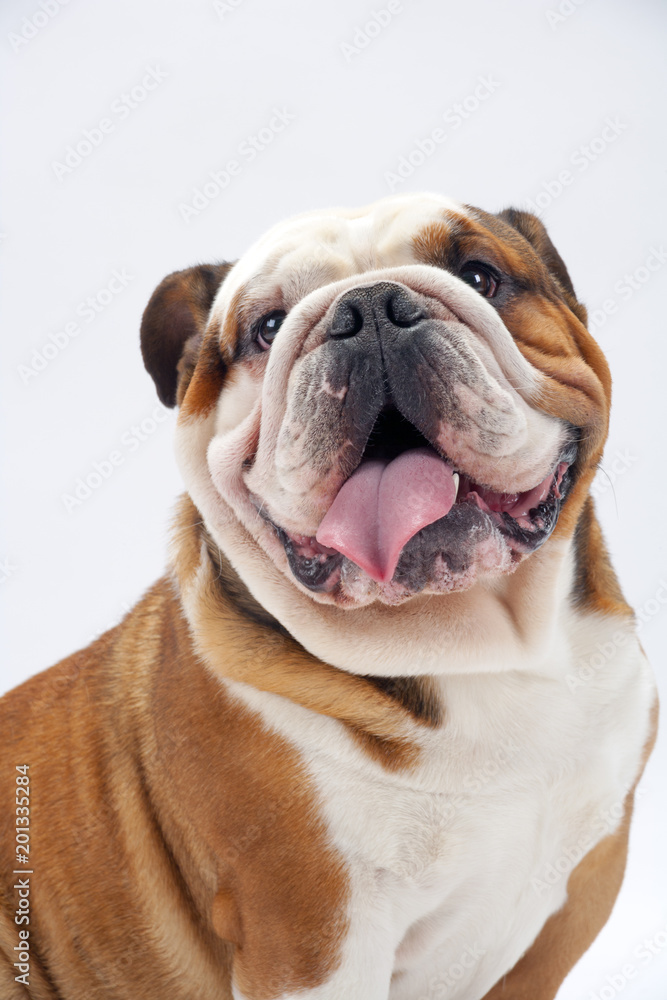 A young traditional British Bulldog sitting on a white seamless background looks round mischievously at the camera