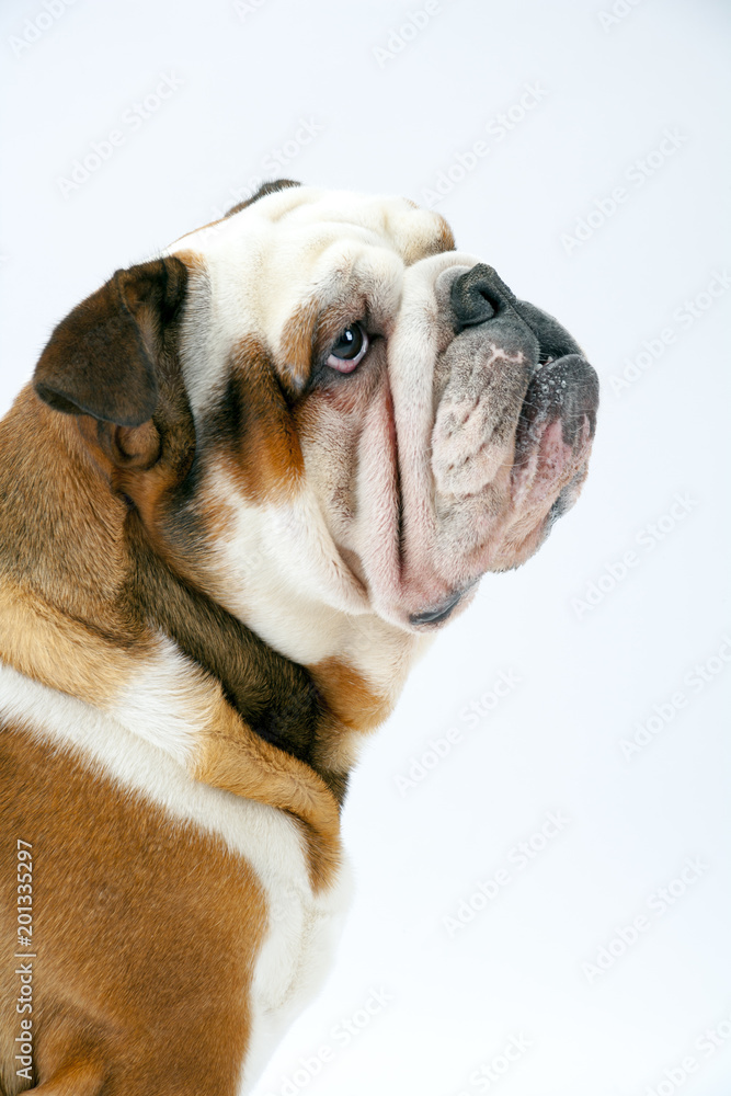 A young traditional British Bulldog sits patiently on a white seamless background looking upwards at his mistress