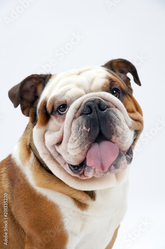 A young traditional British Bulldog sitting on a white seamless background looks round mischievously at the camera © Chris Rose