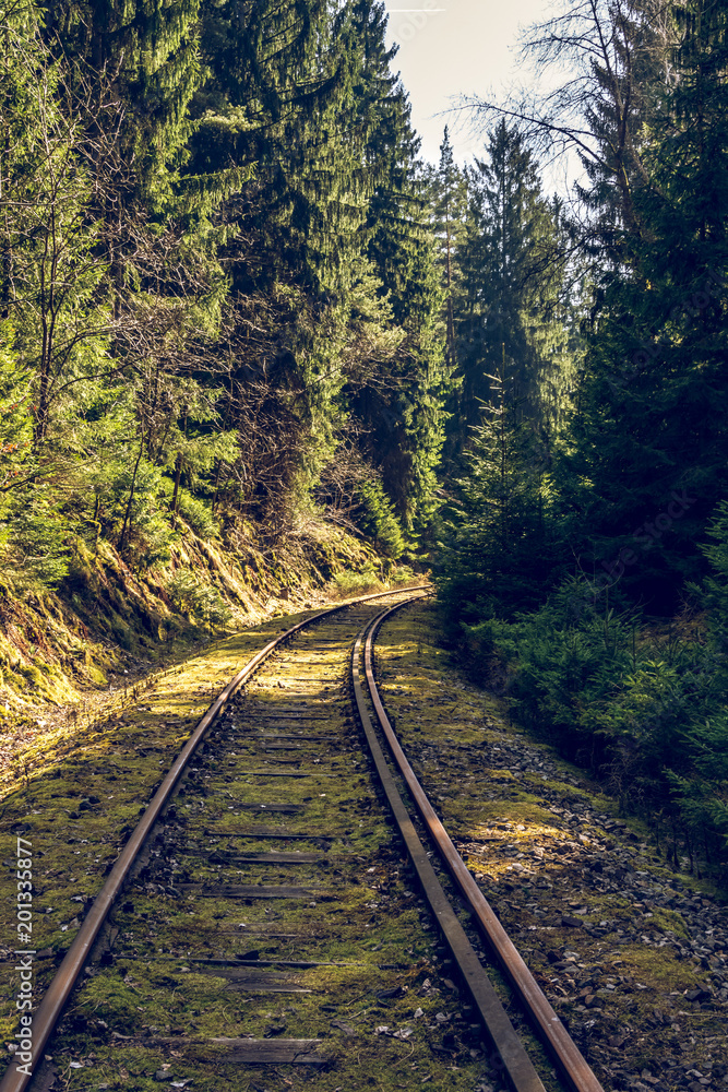Fototapeta premium railway track in the forest