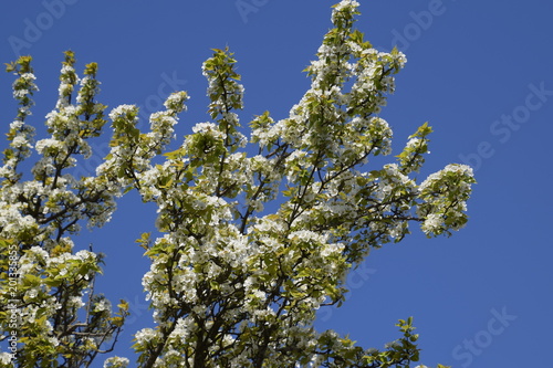 Blooming wild pear in the garden