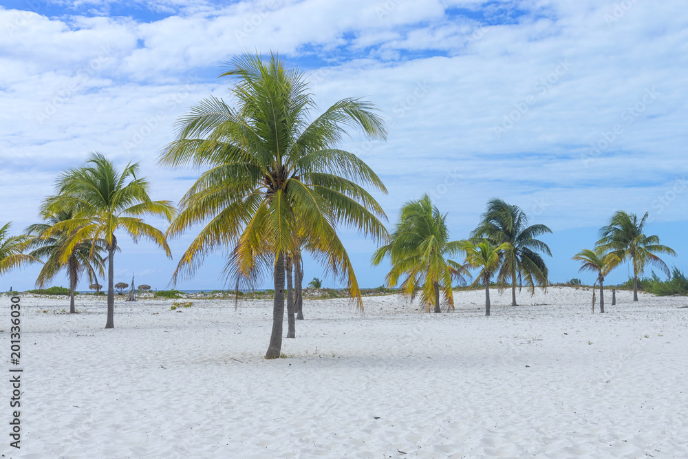 Landscape on an exotic beach with palm trees Landscape on an exotic beach with palm trees