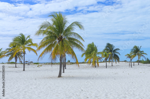 Landscape on an exotic beach with palm trees © vizland