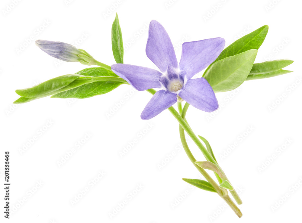 Obraz premium Periwinkle flower isolated on white background