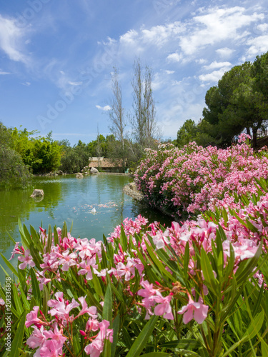 a summer floral view of my local park in Marbella, Spain 