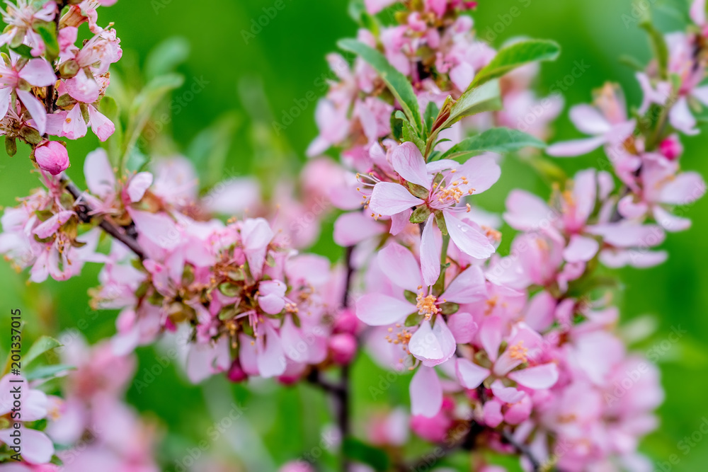Dwarf Russian almond Dwarf Russian almond
