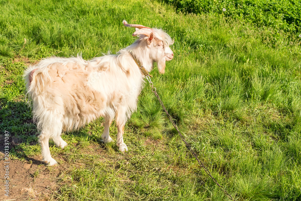 Obraz premium White male goat