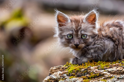 Miserable stray kitten photo