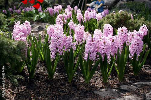 Flowerbed with pink blooming hyacinths