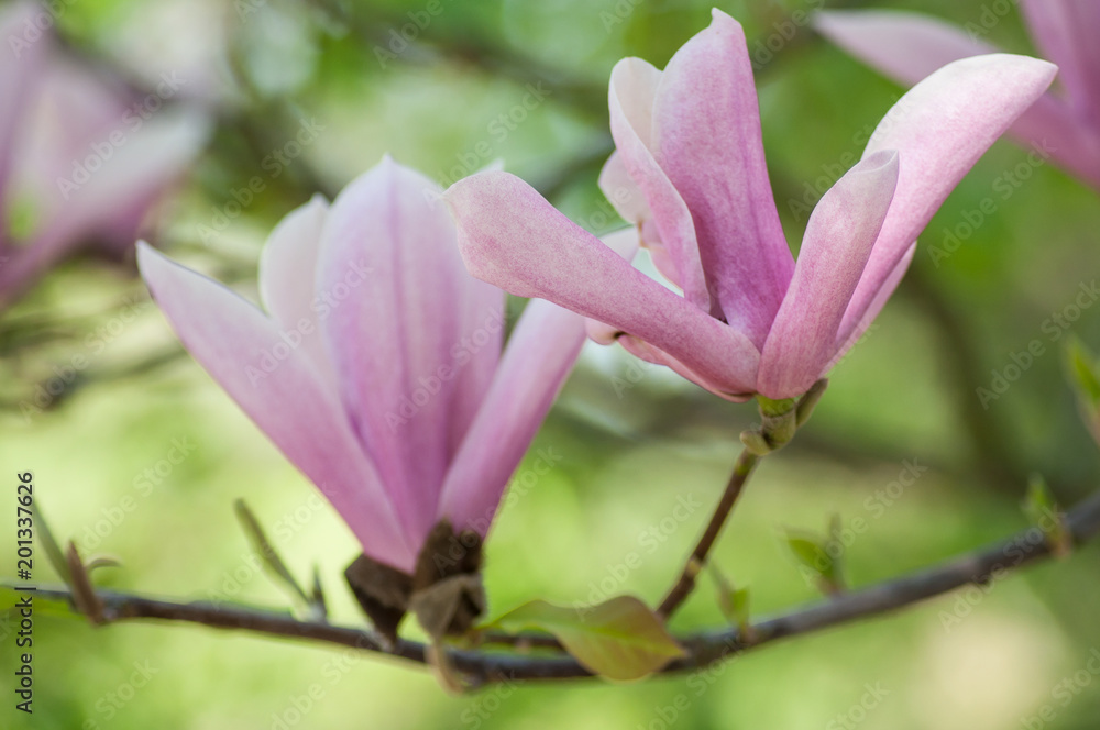 closeup of magnolia pink fleur at spring