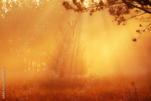 Piękny wschód słońca w wiosennym lesie z promieniami i mgłą