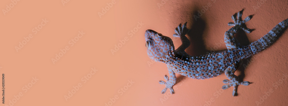 Naklejka premium Gecko on the orange wall