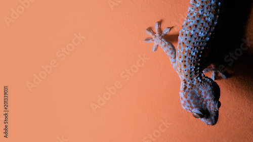 Gecko on the orange wall