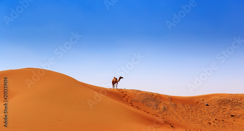 camel on the crest of a sand dune on the horizon