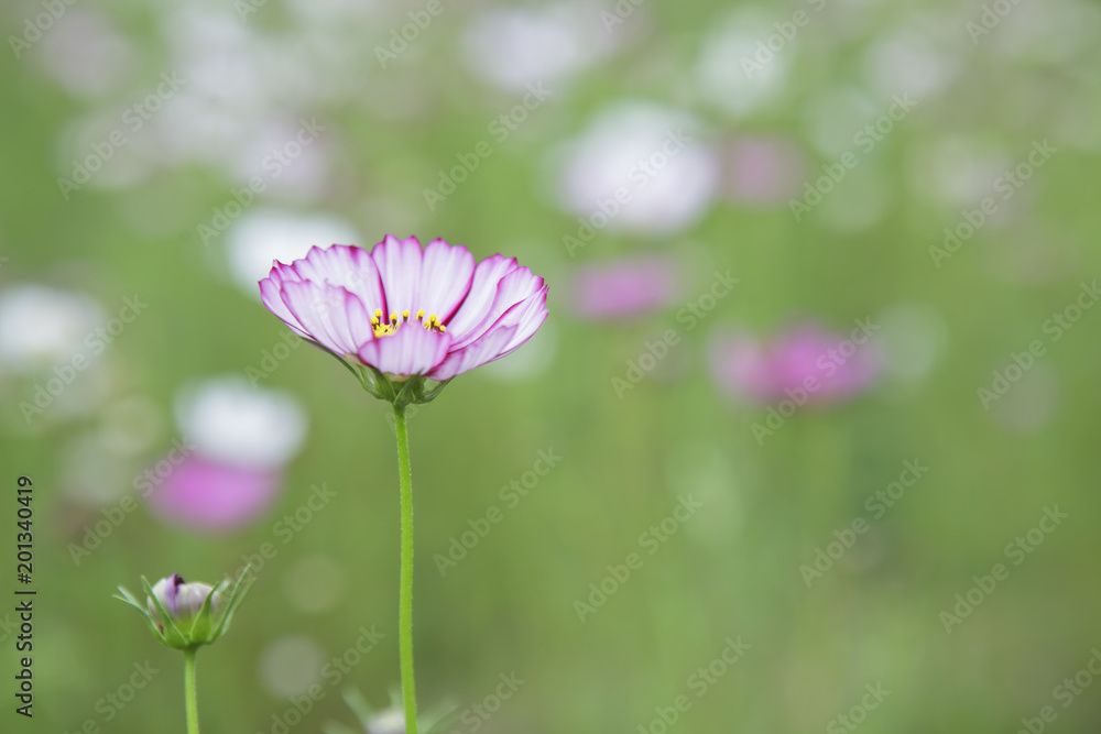 Cosmos Flower. Cosmos Flower.