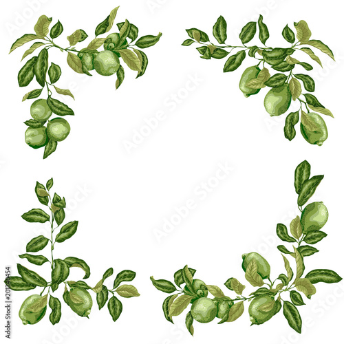 Square Frame with lime and lemon branches in olive green colors on white background for invintation, cards and posters