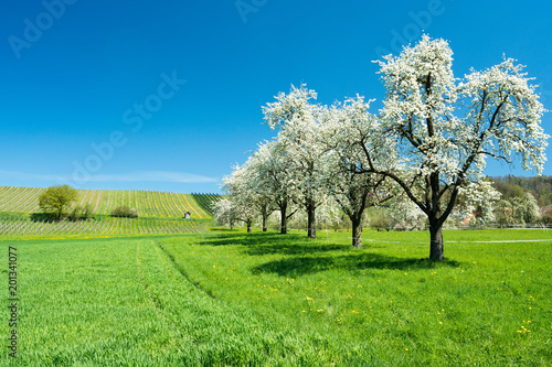blossoming fruit trees and orchard in a green field with yellow dandelions and a small vineyard in the background