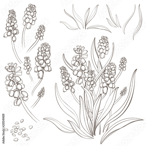 Muscari - spring flowers, isolated on white background. Hand-drawn illustrations.   photo