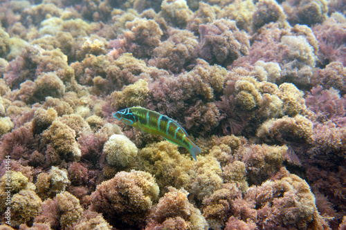 Bright fish on the seabed in algae