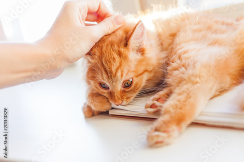 Woman is holding cute ginger cat by the scruff, because it want to tear with teeth a paper notebook. © Konstantin Aksenov