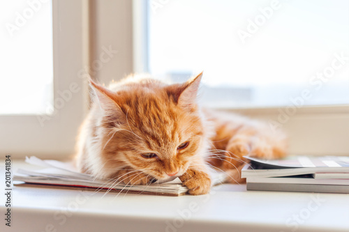 Cute ginger cat wants to tear with teeth a paper notebook.