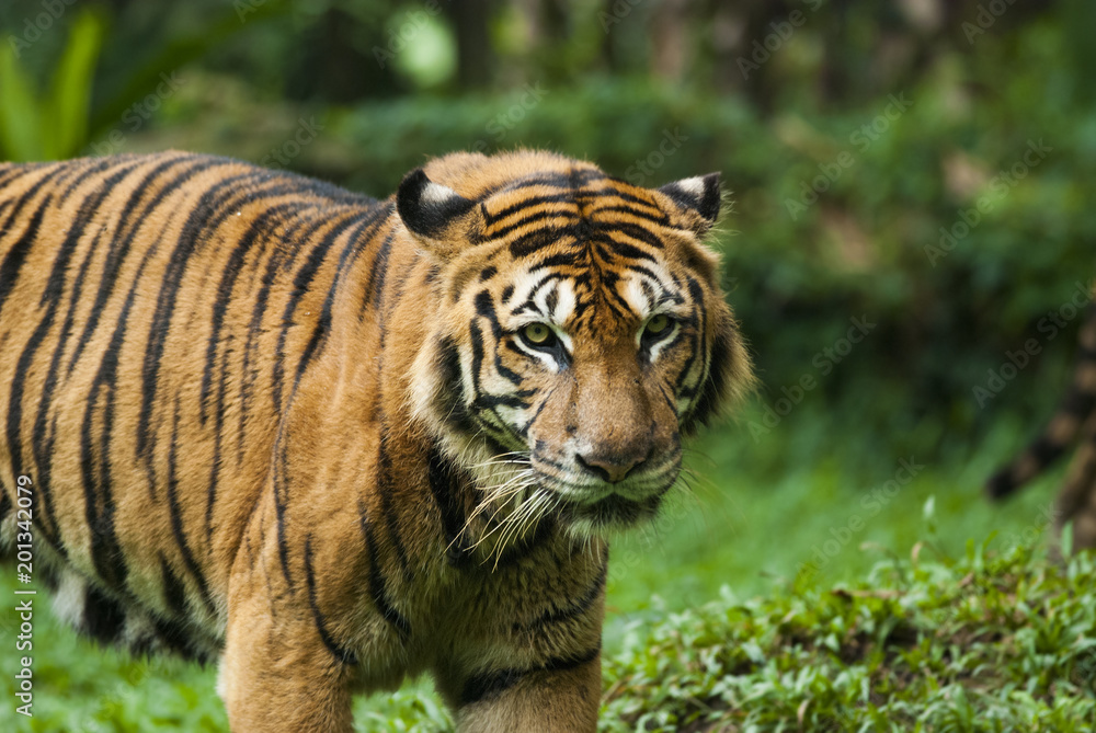 Obraz premium malayan tiger , endangered species