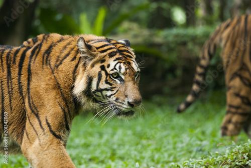 malayan tiger , endangered species
