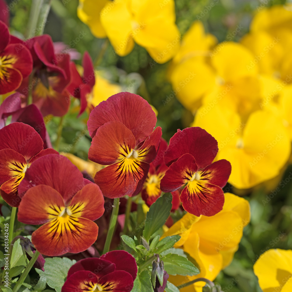 Hornveilchen, Viola cornuta Hornveilchen, Viola cornuta