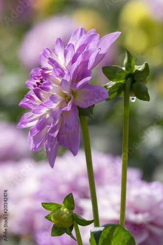 Fototapeta Naklejka Na Ścianę i Meble -  Dahlien (Dahlia)
