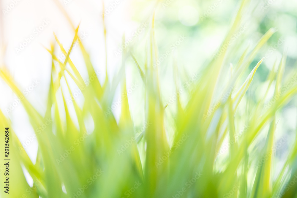 Blur of fresh green grass.