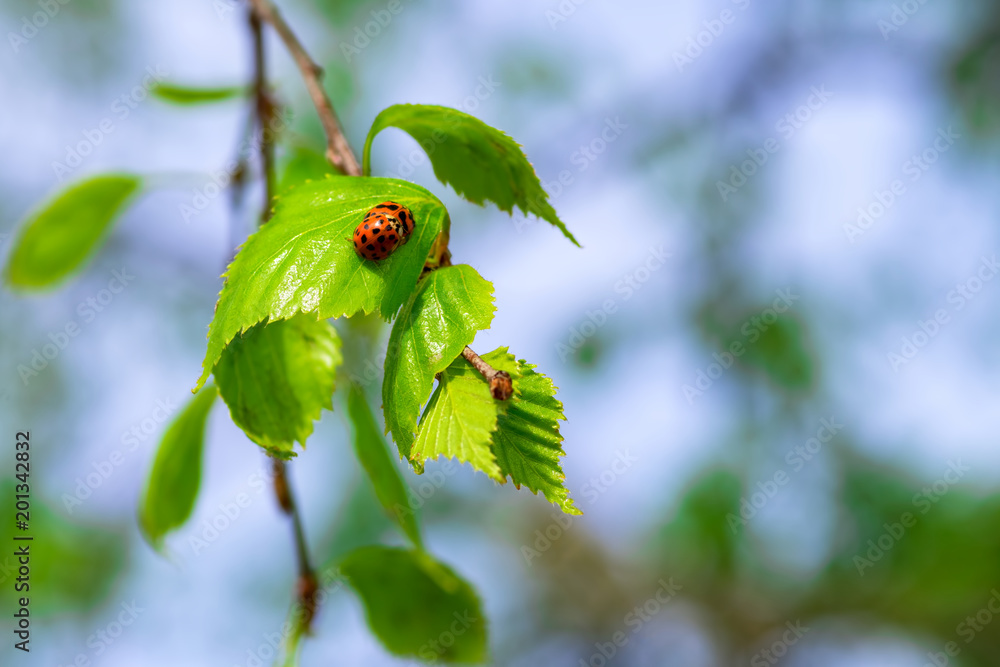 Two ladybug beetles mating on the green leaf of the birch branch against blue sky Two ladybug beetles mating on the green leaf of the birch branch against blue sky