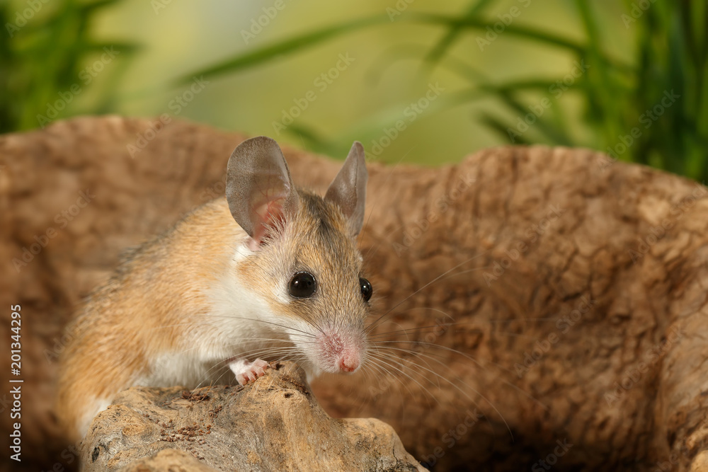closeup young scared mouse sits on snag on background of grass closeup young scared mouse sits on snag on background of grass