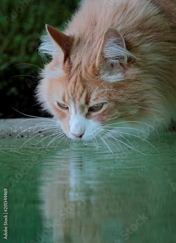 Norwegian forest cat male drinking fresh water