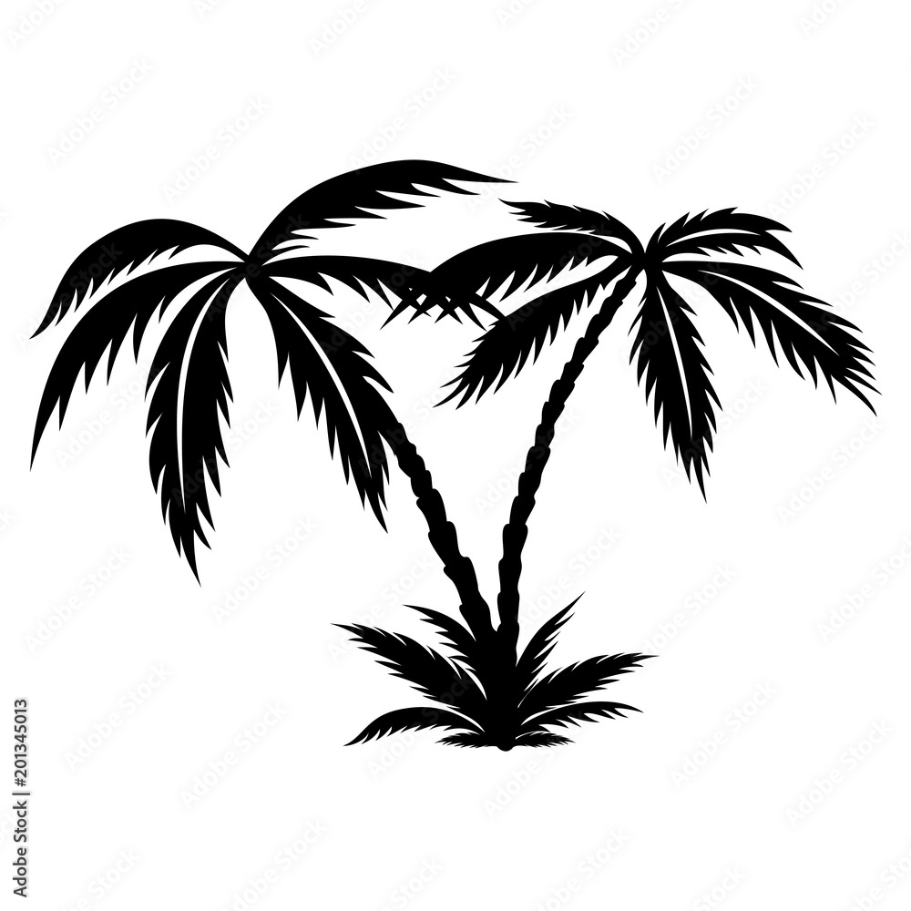 Palm tree on a white background. Palm tree on a white background.