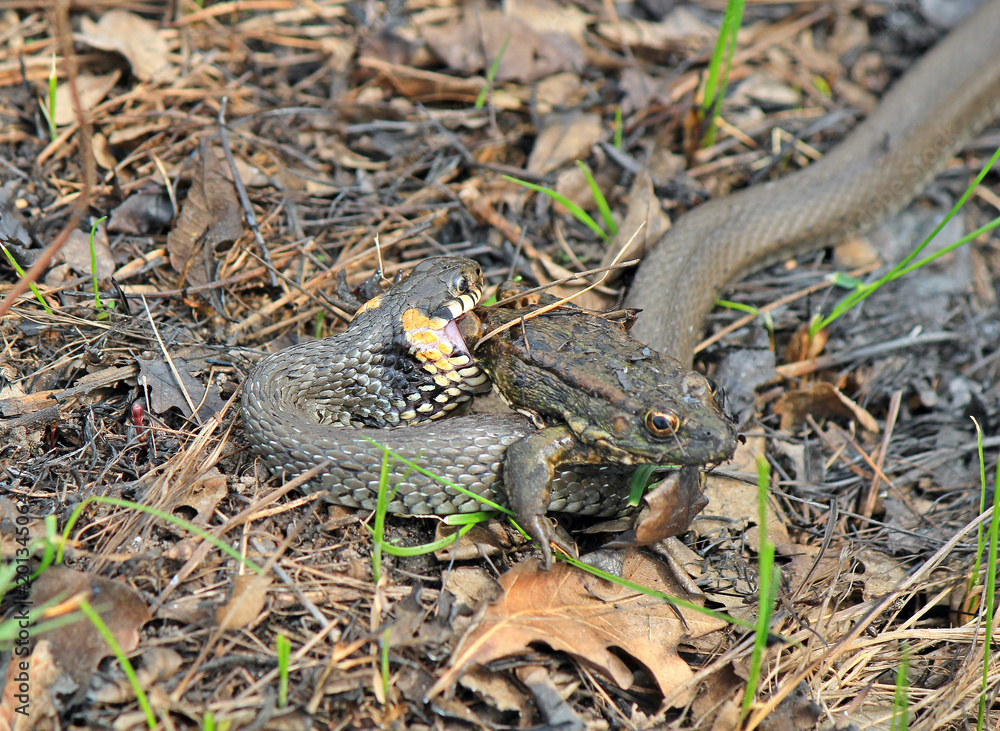 Fototapeta premium hungry grass-snake caught a frog