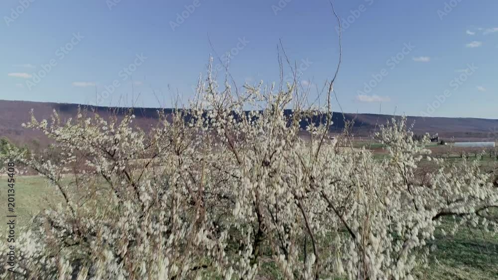 Aerial camera moving towards and rising over blooming plum trees in an apple and peach orchard. Aerial camera moving towards and rising over blooming plum trees in an apple and peach orchard.