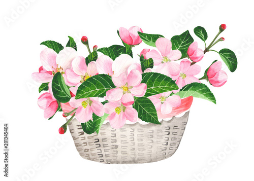 Basket with flowers in watercolor. Pink flowers of apple tree with foliage in a basket on a white background.