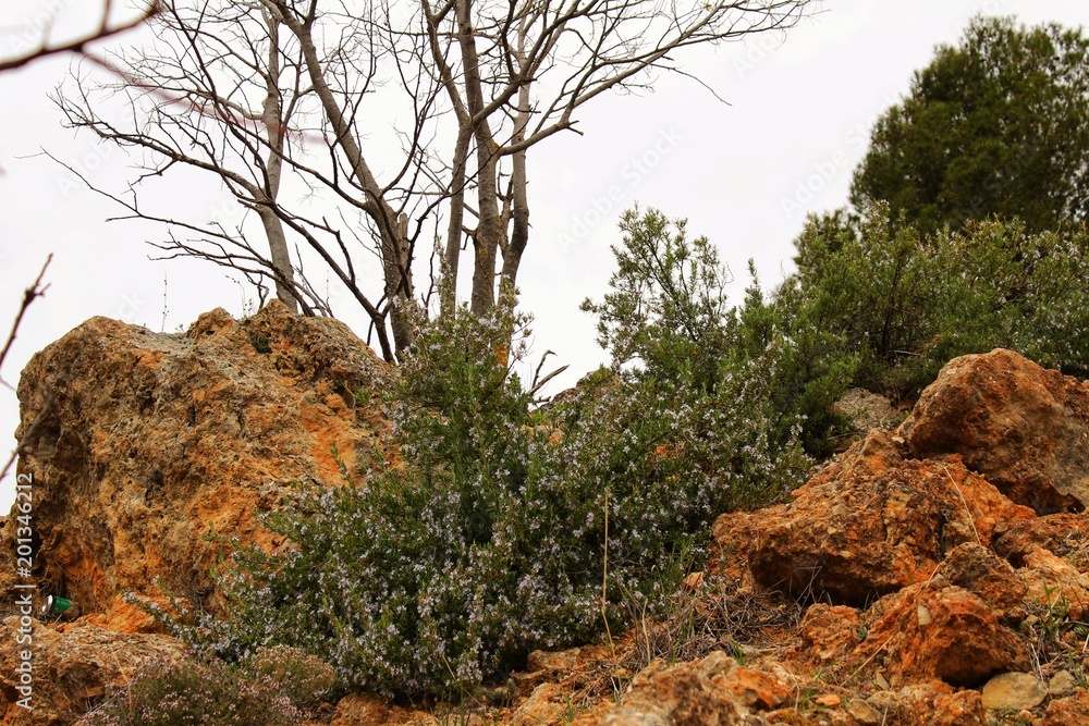 Fototapeta premium Rosmarinus Officinalis and pines in the mountain