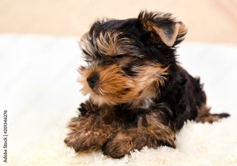 Beautiful puppy yorkshire terrier Beautiful puppy yorkshire terrier