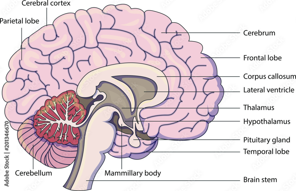Schematic vector diagram of a brain with labeled parts. Stock Vector