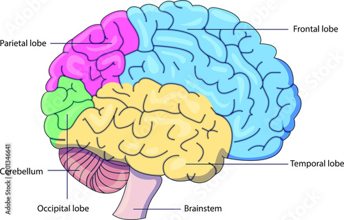 Schematic vector diagram of a brain with labeled parts.