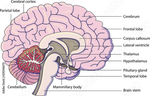 Schematic vector diagram of a brain with labeled parts.