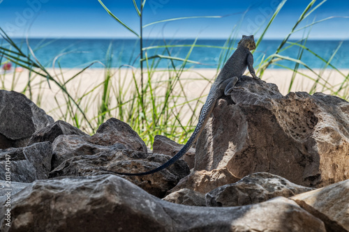 Blue lizard in pose for camera. photo