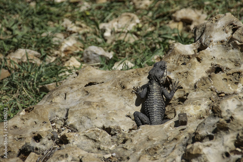 black agama lizard basking on rock animal