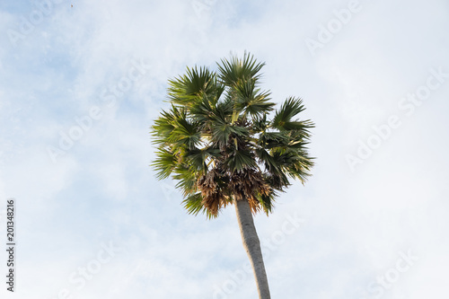 Palm trees and sky. (ant eye view)